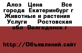 Алоэ › Цена ­ 150 - Все города, Екатеринбург г. Животные и растения » Услуги   . Ростовская обл.,Волгодонск г.